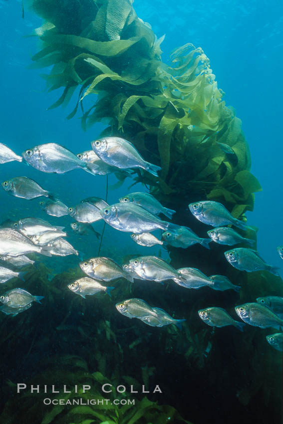 Unidentified fish. California, USA, natural history stock photograph, photo id 07075