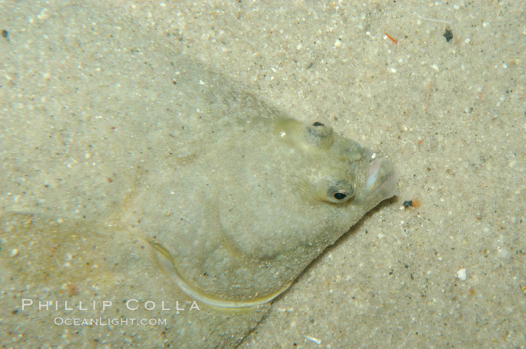 Unidentified fish., natural history stock photograph, photo id 08923