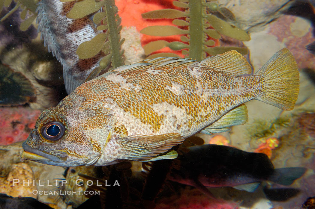 Unidentified fish., natural history stock photograph, photo id 09849