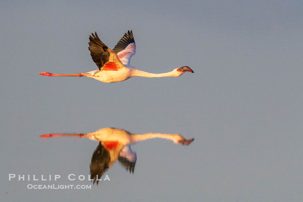 Flamingo in flight mirrored over Lake Amboseli, Amboseli National Park, Kenya., Phoenicopterus roseus, natural history stock photograph, photo id 39605