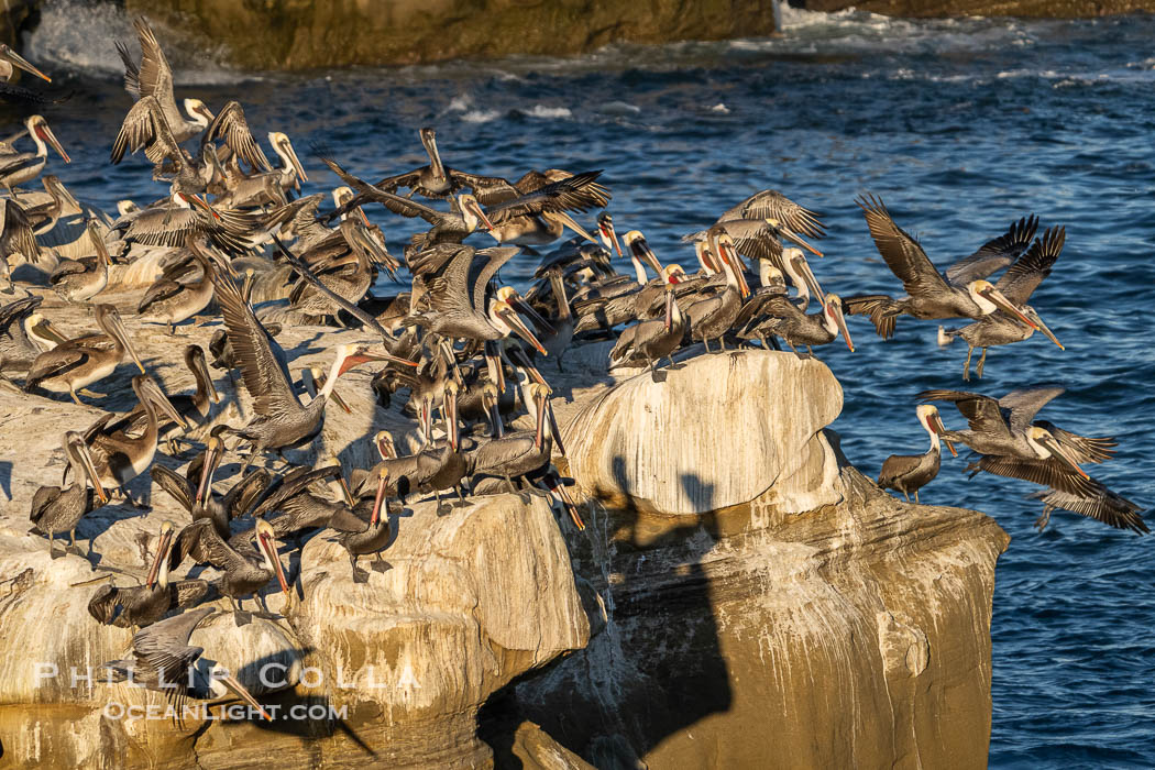 Large Flock of Brown Pelicans Take Flight From Ocean Cliffs. La Jolla, California, USA, Pelecanus occidentalis, Pelecanus occidentalis californicus, natural history stock photograph, photo id 39819