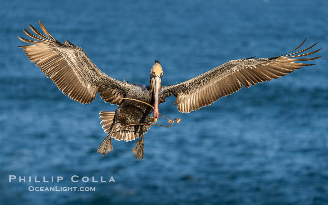 California brown pelican carrying nesting material as it flies over the ocean with its wings spread wide. La Jolla, USA, Pelecanus occidentalis, Pelecanus occidentalis californicus, natural history stock photograph, photo id 40068