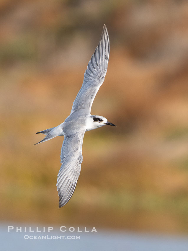 Forster's Tern in Flight, Sterna forsteri, Bolsa Chica Ecological Reserve. Bolsa Chica State Ecological Reserve, Huntington Beach, Sterna forsteri, natural history stock photograph, photo id 39876