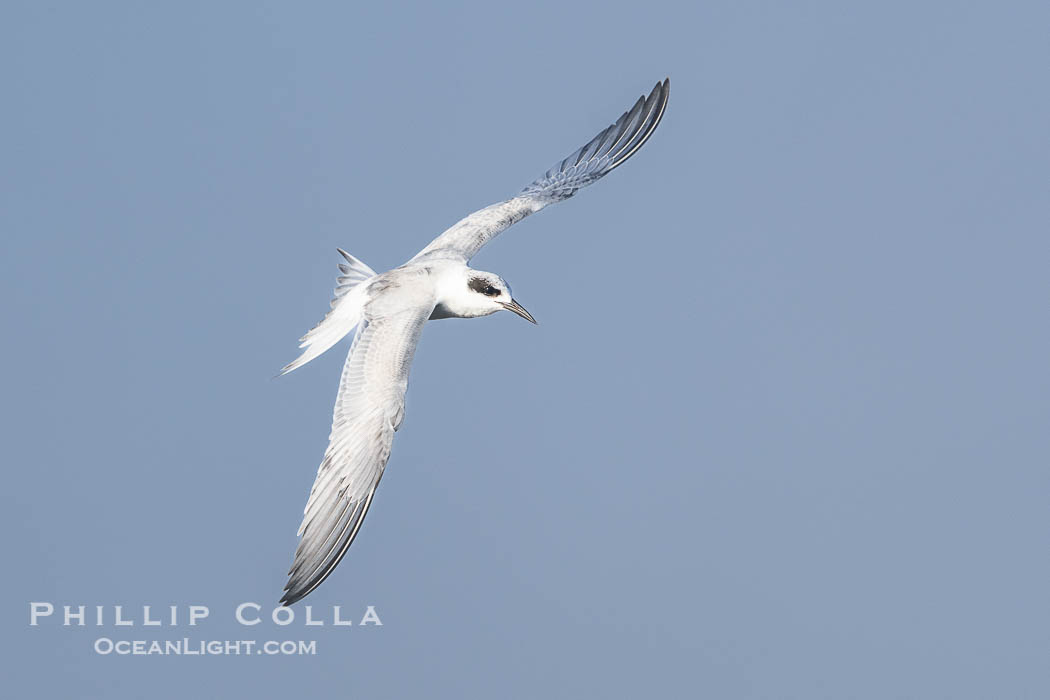 Forster's Tern in Flight, Sterna forsteri, Bolsa Chica Ecological Reserve. Bolsa Chica State Ecological Reserve, Huntington Beach, California, USA, Sterna forsteri, natural history stock photograph, photo id 39844