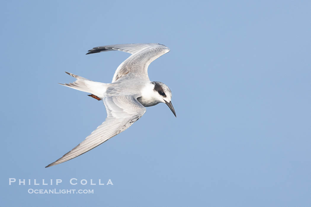 Forster's Tern in Flight, Sterna forsteri, Bolsa Chica Ecological Reserve. Bolsa Chica State Ecological Reserve, Huntington Beach, California, USA, Sterna forsteri, natural history stock photograph, photo id 39843