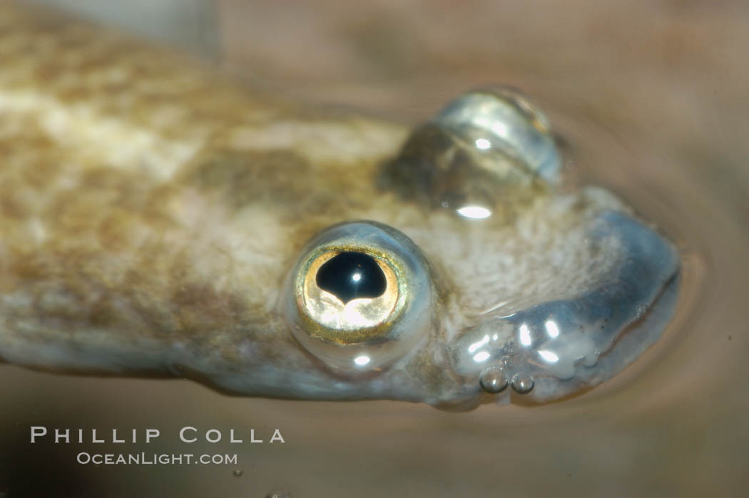 Four-eyed fish, found in the Amazon River delta of South America.  The name four-eyed fish is actually a misnomer.  It has only two eyes, but both are divided into aerial and aquatic parts.  The two retinal regions of each eye, working in concert with two different curvatures of the eyeball above and below water to account for the difference in light refractivity for air and water, allow this amazing fish to see clearly above and below the water surface simultaneously., Anableps anableps, natural history stock photograph, photo id 09378