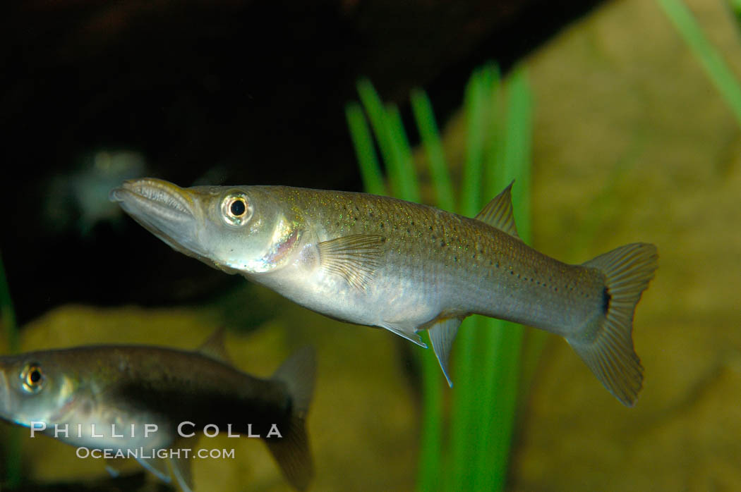 Unidentified freshwater fish., natural history stock photograph, photo id 09476