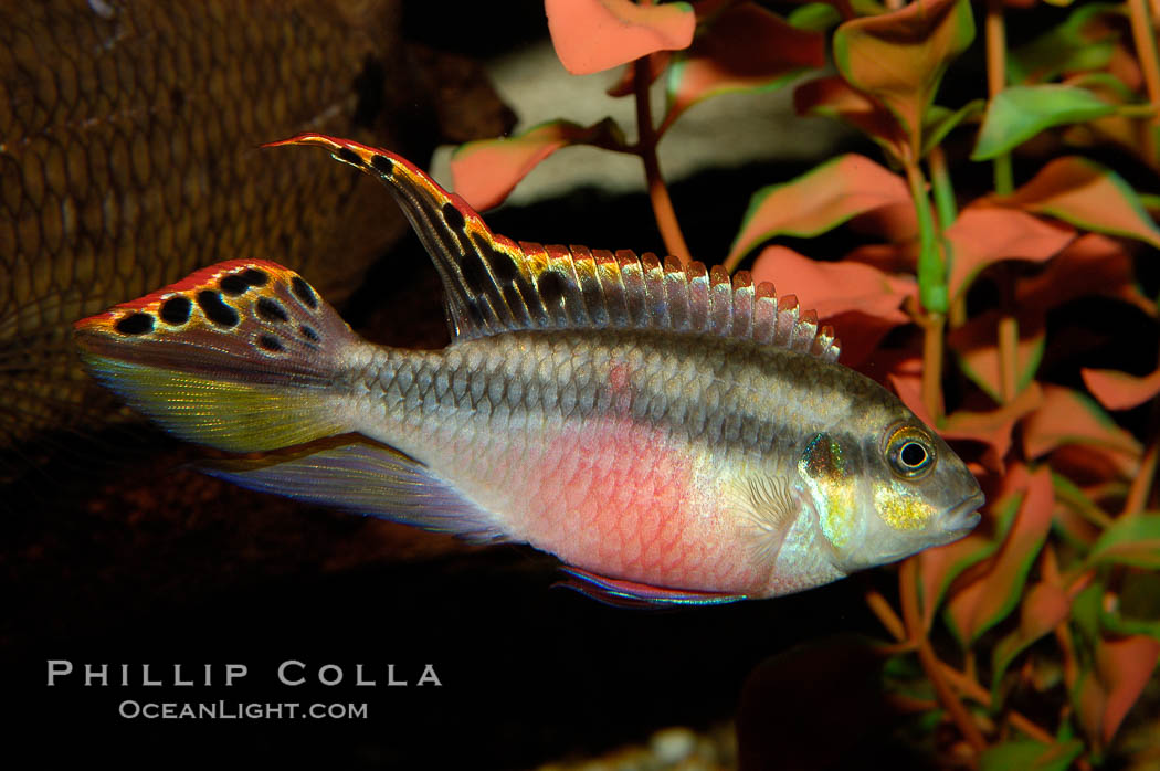 Unidentified freshwater fish., natural history stock photograph, photo id 09477