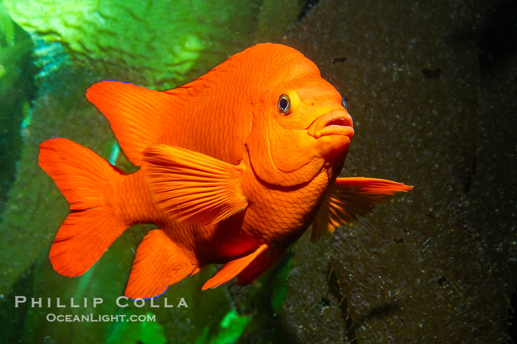 The bright orange garibaldi fish, California's state marine fish. Catalina Island, USA, Hypsypops rubicundus, natural history stock photograph, photo id 40512