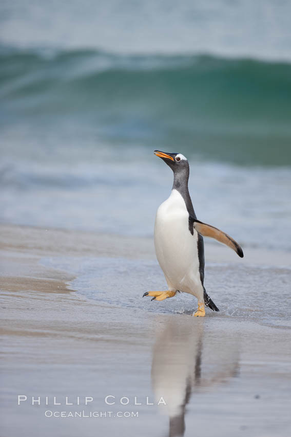 Gentoo penguin coming ashore, after foraging at sea, walking through ocean water as it wades onto a sand beach.  Adult gentoo penguins grow to be 30" and 19lb in size.  They feed on fish and crustaceans.  Gentoo penguins reside in colonies well inland from the ocean, often formed of a circular collection of stones gathered by the penguins. New Island, Falkland Islands, United Kingdom, Pygoscelis papua, natural history stock photograph, photo id 23909