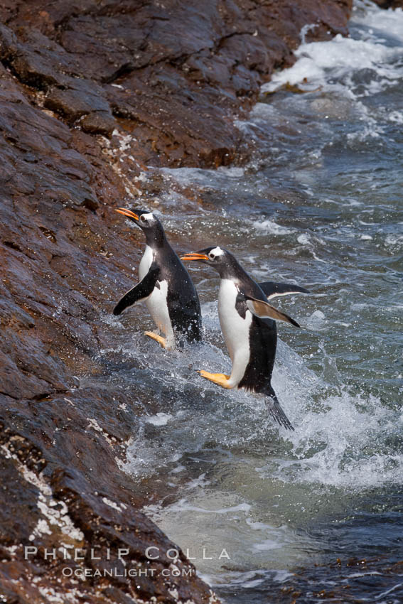 Gentoo penguins leap ashore, onto slippery rocks as they emerge from the ocean after foraging at sea for food. Steeple Jason Island, Falkland Islands, United Kingdom, Pygoscelis papua, natural history stock photograph, photo id 24197