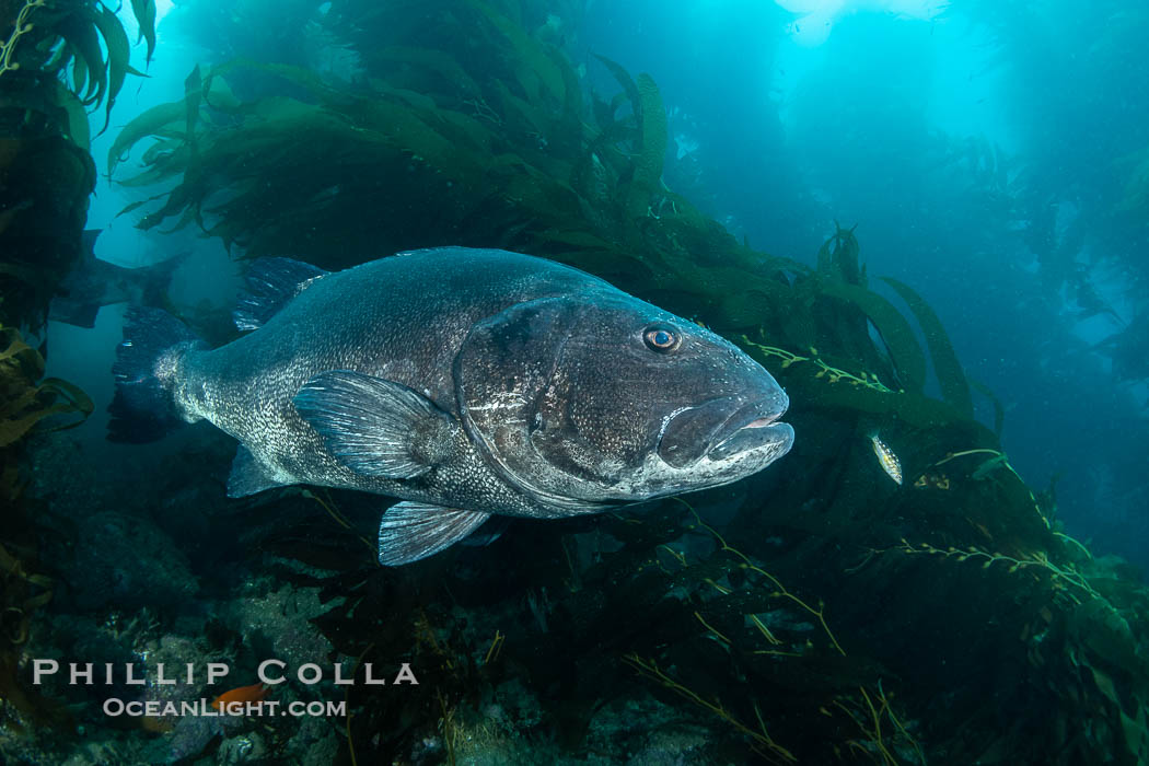 Giant black sea bass in the kelp forest at Catalina Island. California, USA, Stereolepis gigas, natural history stock photograph, photo id 39458