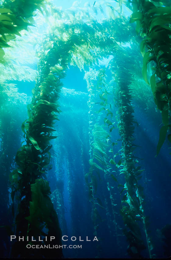 Kelp canopy. San Clemente Island, California, USA, Macrocystis pyrifera, natural history stock photograph, photo id 00615