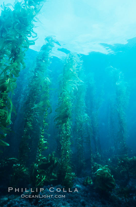 Kelp canopy. San Clemente Island, California, USA, Macrocystis pyrifera, natural history stock photograph, photo id 02115