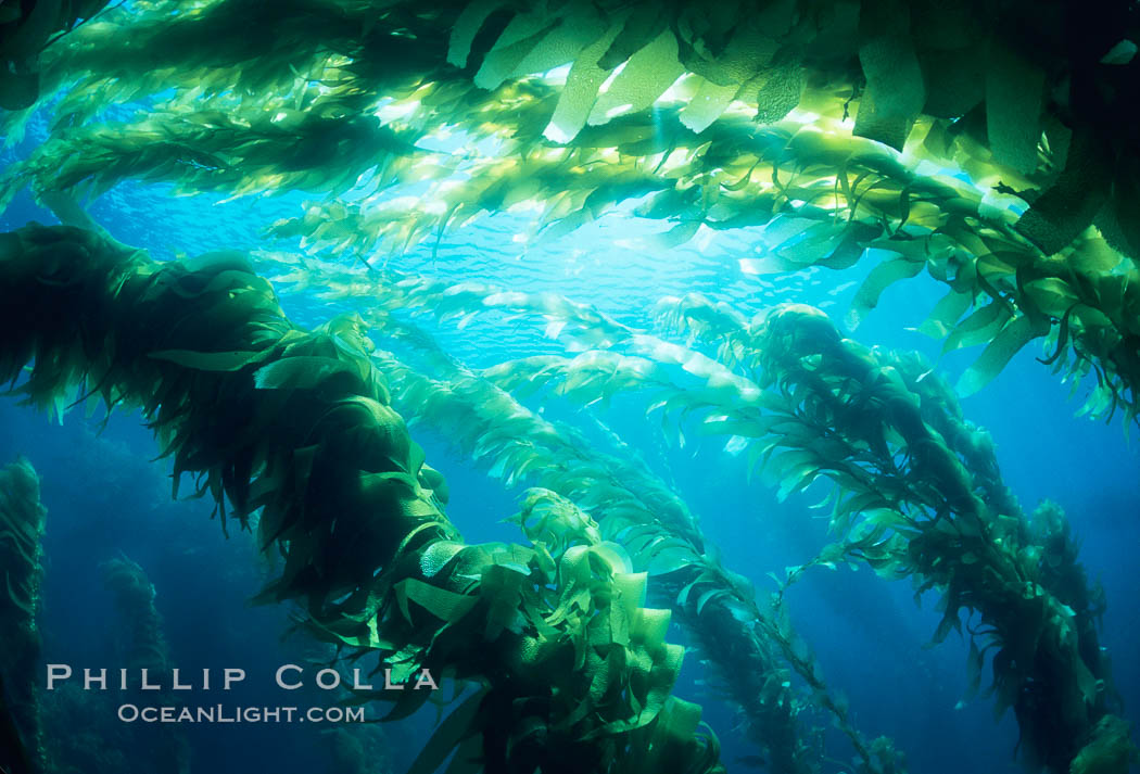 Kelp forest. San Clemente Island, California, USA, Macrocystis pyrifera, natural history stock photograph, photo id 04674