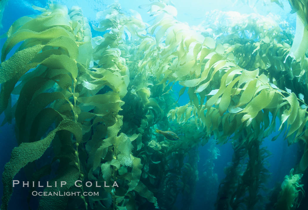 Kelp forest. San Clemente Island, California, USA, Macrocystis pyrifera, natural history stock photograph, photo id 04664