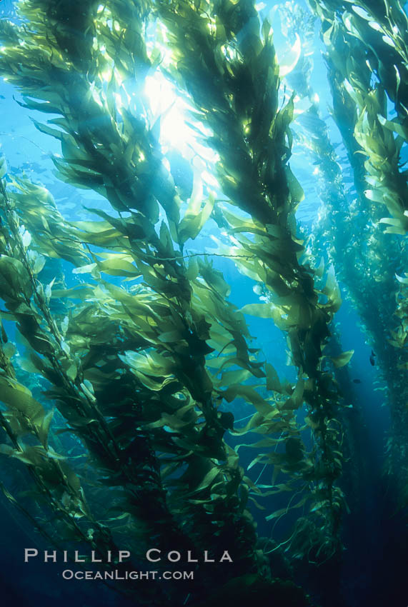 Kelp forest. San Clemente Island, California, USA, Macrocystis pyrifera, natural history stock photograph, photo id 03427