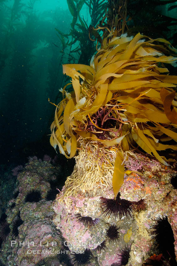 Kelp holdfast attaches the plant to the rocky reef on the oceans bottom.  Kelp blades are visible above the holdfast, swaying in the current.  Santa Barbara Island. California, USA, Macrocystis pyrifera, natural history stock photograph, photo id 10133