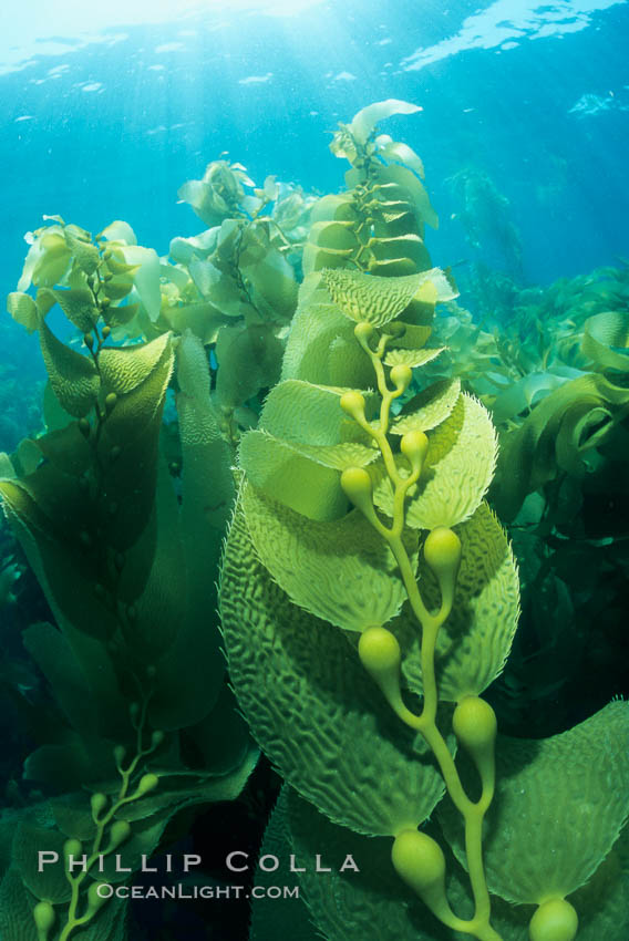 Kelp forest. San Clemente Island, California, USA, Macrocystis pyrifera, natural history stock photograph, photo id 19982