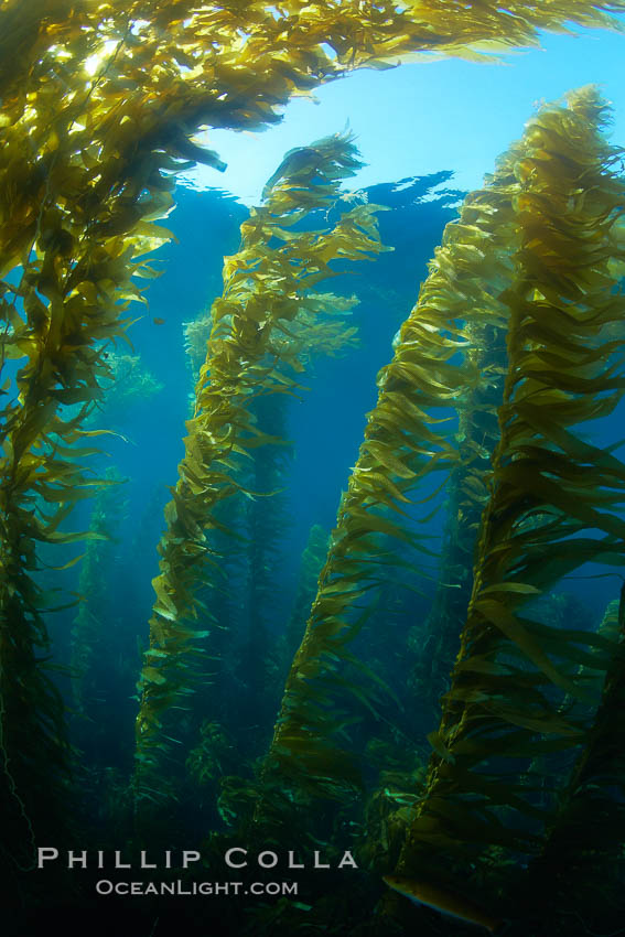 A kelp forest, Macrocystis pyrifera photo, San Clemente Island, California