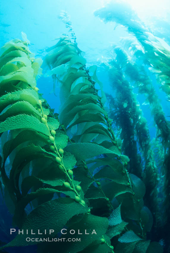 Kelp forest. San Clemente Island, California, USA, Macrocystis pyrifera, natural history stock photograph, photo id 19983