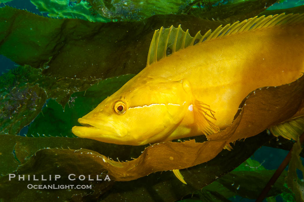 Giant kelpfish in underwater kelp forest, Catalina Island. California, USA, Heterostichus rostratus, natural history stock photograph, photo id 40523