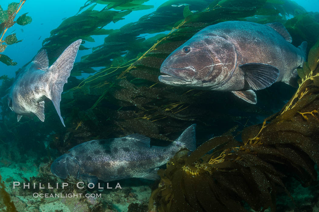 Three giant black sea bass, gathering in a mating/courtship aggregation amid kelp forest at Catalina Island. In summer months, black seabass gather in kelp forests in California to form mating aggregations.  Courtship behaviors include circling of pairs of giant sea bass, production of booming sounds by presumed males, and nudging of females by males in what is though to be an effort to encourage spawning, Stereolepis gigas