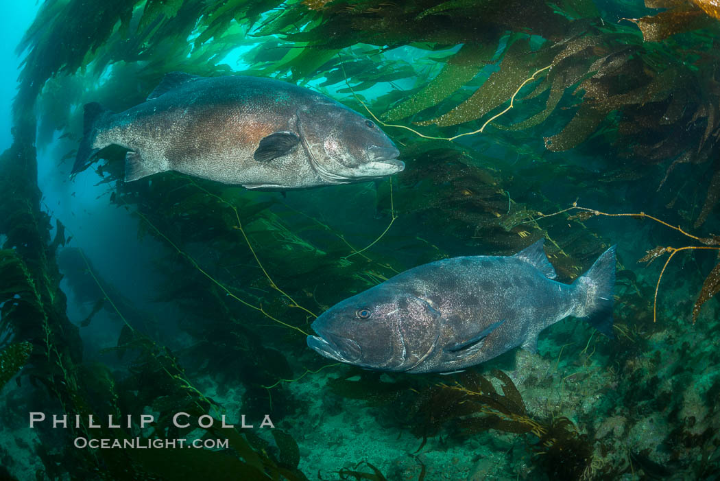 Two giant black sea bass swim in a courtship circle, part of a larger gathering of a mating aggregation amid kelp forest, Catalina Island. In summer months, black seabass gather in kelp forests in California to form mating aggregations.  Courtship behaviors include circling of pairs of giant sea bass, production of booming sounds by presumed males, and nudging of females by males in what is though to be an effort to encourage spawning. USA, Stereolepis gigas, natural history stock photograph, photo id 33357