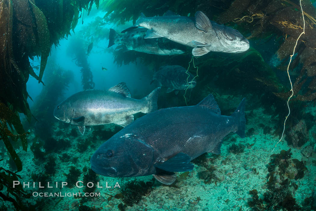 Five giant black sea bass in a mating and courtship aggregation in the kelp forest at Catalina Island. In summer months, black seabass gather in kelp forests in California to form mating aggregations leading to spawning.  Courtship behaviors include circling of pairs of giant sea bass, production of booming sounds by presumed males, and nudging of females by males in what is though to be an effort to encourage spawning, Stereolepis gigas