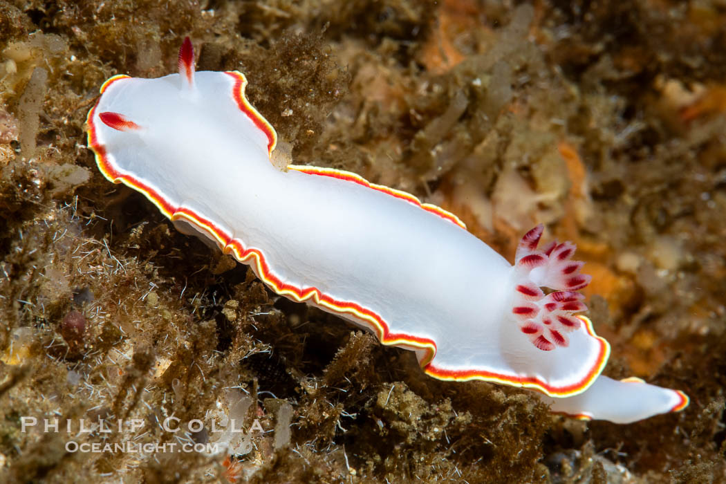 Glossodoris sedna nudibranch, Sea of Cortez, Mexico. Isla Angel de la Guarda, Baja California, Glossodoris sedna, Chromolaichma sedna, natural history stock photograph, photo id 40358