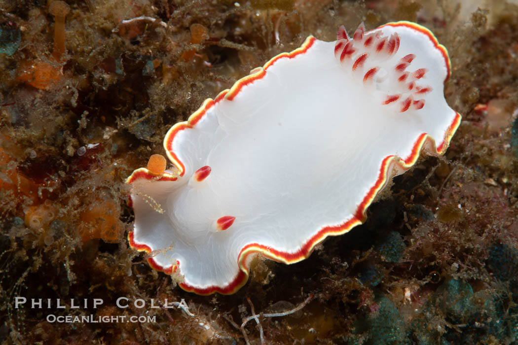 Glossodoris sedna nudibranch, Sea of Cortez, Mexico. Isla Angel de la Guarda, Baja California, Glossodoris sedna, Chromolaichma sedna, natural history stock photograph, photo id 40359