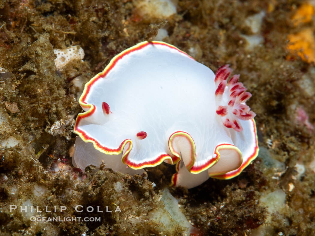 Glossodoris sedna nudibranch, Sea of Cortez, Mexico. Isla Angel de la Guarda, Baja California, Glossodoris sedna, Chromolaichma sedna, natural history stock photograph, photo id 40357