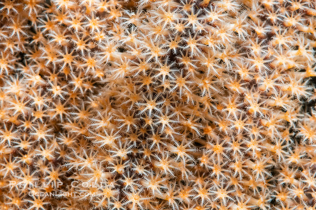 Gorgonian Polyps, Detail. Gorgonians are colonial animals that extend branches of polyps into currents that flow over the reef in order to capture passing bits of food. Isla Angel de la Guarda, Baja California, Mexico, natural history stock photograph, photo id 40329