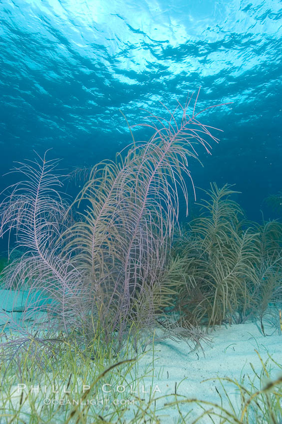 Unidentified gorgonian or sea fan. Bahamas, natural history stock photograph, photo id 10878