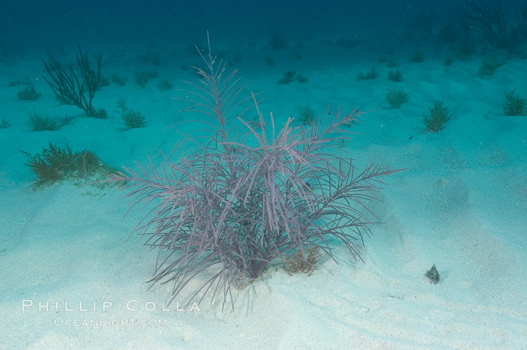 Unidentified gorgonian or sea fan. Bahamas, natural history stock photograph, photo id 10882