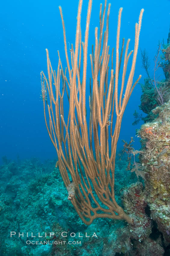 Unidentified gorgonian or sea fan. Bahamas, natural history stock photograph, photo id 10880