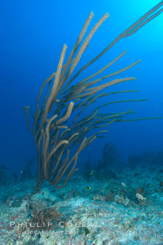 Unidentified gorgonian on coral reef. Bahamas, natural history stock photograph, photo id 10835