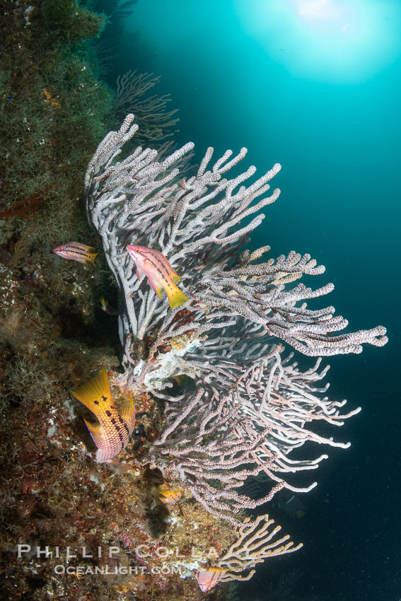 Gorgonians and Juvenile Mexican Hogfish on Lush Rocky Reef, Isla de la Guarda, Sea of Cortez. Isla Angel de la Guarda, Baja California, Mexico, Bodianus diplotaenia, natural history stock photograph, photo id 40349