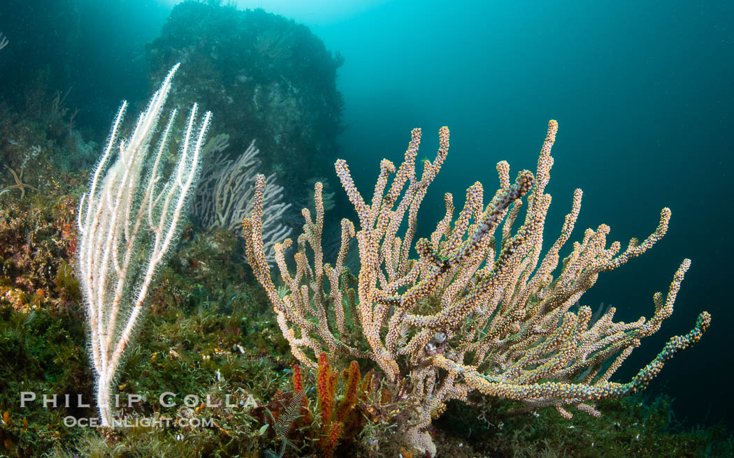 Gorgonians on Lush Rocky Reef, Isla de la Guarda, Sea of Cortez. Isla Angel de la Guarda, Baja California, Mexico, natural history stock photograph, photo id 40350