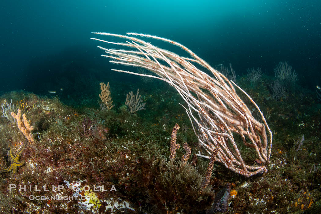 Gorgonians on Lush Rocky Reef, Isla de la Guarda, Sea of Cortez. Isla Angel de la Guarda, Baja California, Mexico, natural history stock photograph, photo id 40348