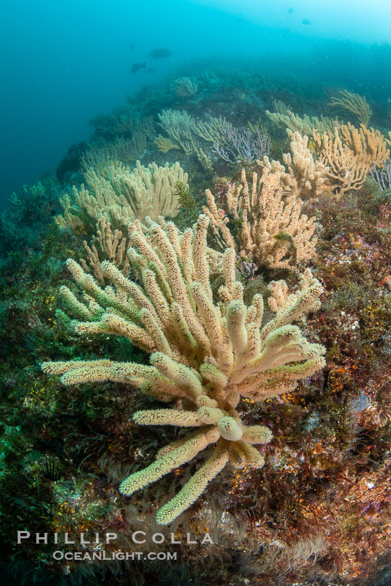 Gorgonians on Lush Rocky Reef, Isla de la Guarda, Sea of Cortez. Isla Angel de la Guarda, Baja California, Mexico, natural history stock photograph, photo id 40351