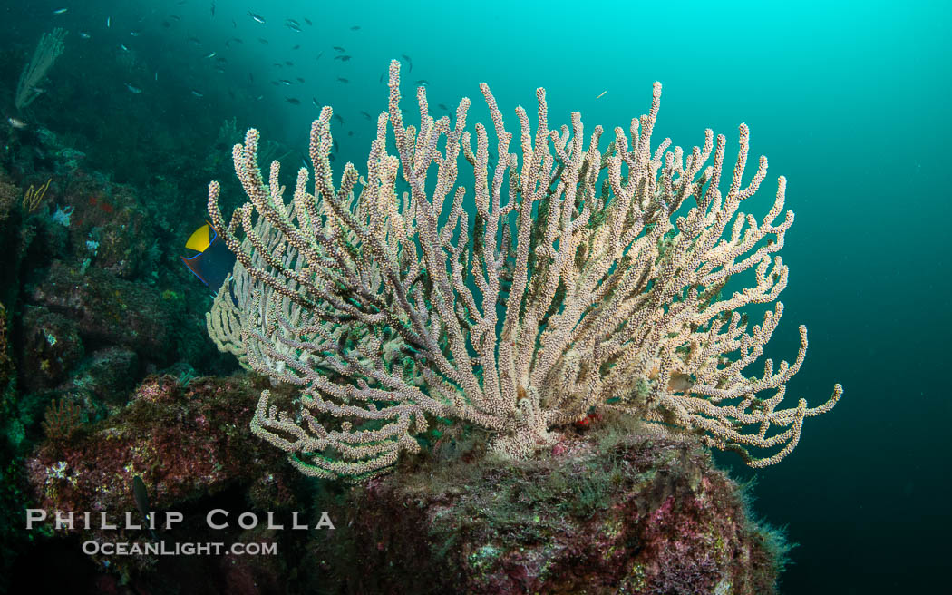 Gorgonians on Lush Rocky Reef, San Pedro Martir Island, Sea of Cortez. Gorgonians are colonial filter feeders, spreading their branches into the currents flowing over the reef in order to gather passing bits of food. Isla San Pedro Martir, Sonora, Mexico, natural history stock photograph, photo id 40382