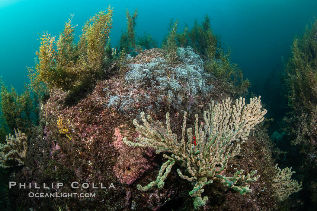 Gorgonians on Lush Rocky Reef, San Pedro Martir Island, Sea of Cortez. Gorgonians are colonial filter feeders, spreading their branches into the currents flowing over the reef in order to gather passing bits of food. Isla San Pedro Martir, Sonora, Mexico, natural history stock photograph, photo id 40394