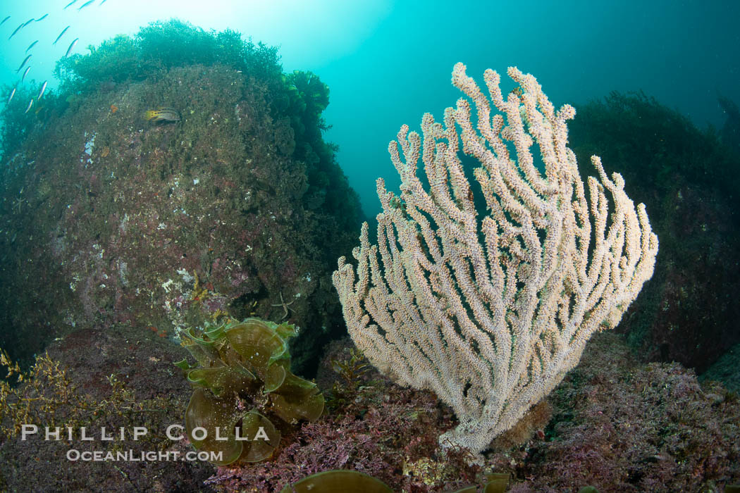 Gorgonians on Lush Rocky Reef, San Pedro Martir Island, Sea of Cortez. Gorgonians are colonial filter feeders, spreading their branches into the currents flowing over the reef in order to gather passing bits of food. Isla San Pedro Martir, Sonora, Mexico, natural history stock photograph, photo id 40376