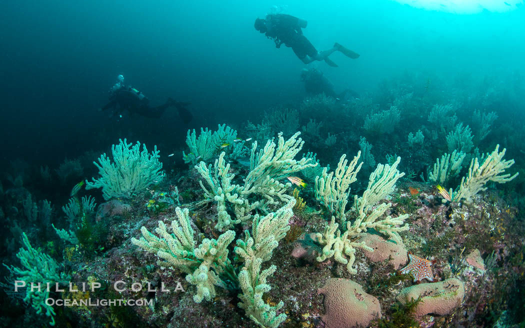 Gorgonians on Lush Rocky Reef, San Pedro Martir Island, Sea of Cortez. Gorgonians are colonial filter feeders, spreading their branches into the currents flowing over the reef in order to gather passing bits of food. Isla San Pedro Martir, Sonora, Mexico, natural history stock photograph, photo id 40408