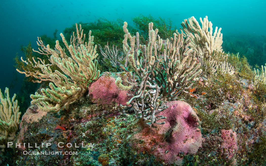 Gorgonians on Lush Rocky Reef, San Pedro Martir Island, Sea of Cortez. Gorgonians are colonial filter feeders, spreading their branches into the currents flowing over the reef in order to gather passing bits of food. Isla San Pedro Martir, Sonora, Mexico, natural history stock photograph, photo id 40383