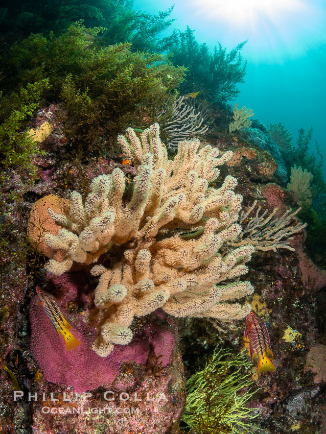 Gorgonians on Lush Rocky Reef, San Pedro Martir Island, Sea of Cortez. Gorgonians are colonial filter feeders, spreading their branches into the currents flowing over the reef in order to gather passing bits of food, Isla San Pedro Martir, Sonora, Mexico