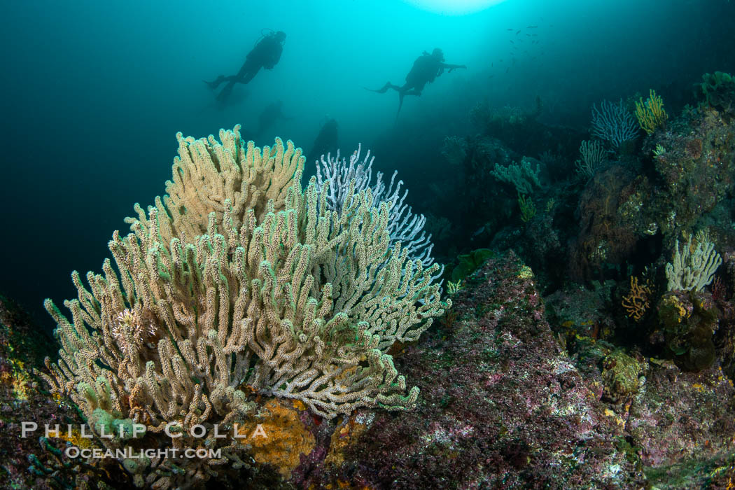 Gorgonians on Lush Rocky Reef, San Pedro Martir Island, Sea of Cortez. Gorgonians are colonial filter feeders, spreading their branches into the currents flowing over the reef in order to gather passing bits of food. Isla San Pedro Martir, Sonora, Mexico, natural history stock photograph, photo id 40415