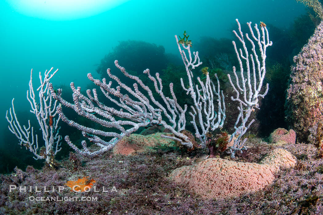 Gorgonians on Lush Rocky Reef, San Pedro Martir Island, Sea of Cortez. Gorgonians are colonial filter feeders, spreading their branches into the currents flowing over the reef in order to gather passing bits of food, Isla San Pedro Martir, Sonora, Mexico