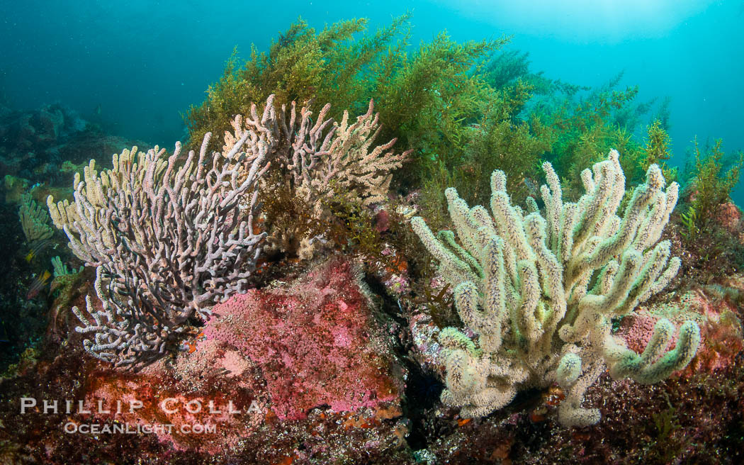 Gorgonians on Lush Rocky Reef, San Pedro Martir Island, Sea of Cortez. Gorgonians are colonial filter feeders, spreading their branches into the currents flowing over the reef in order to gather passing bits of food. Isla San Pedro Martir, Sonora, Mexico, natural history stock photograph, photo id 40385